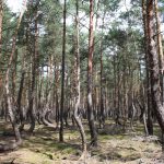 Der mystische Wald